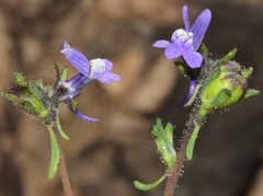 Linaria arvensis