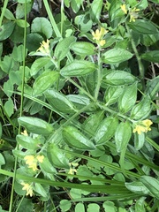 Lithospermum tuberosum