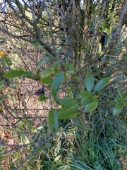 Pittosporum tenuifolium