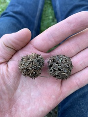 Liquidambar styraciflua