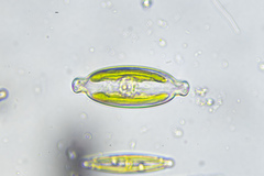 Caloneis amphisbaena