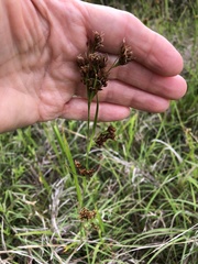 Rhynchospora glomerata