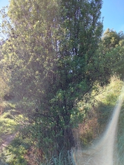 Pittosporum tenuifolium