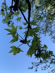 Liquidambar styraciflua