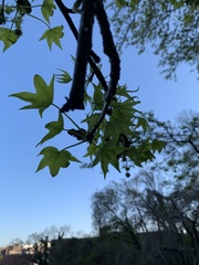 Liquidambar styraciflua