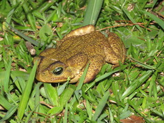 Rhinella icterica