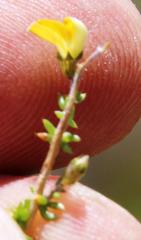 Aspalathus acuminata acuminata