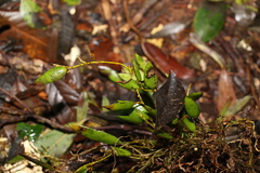 Dendrobium pugioniforme