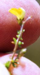 Aspalathus acuminata acuminata