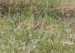 Anthus spragueii