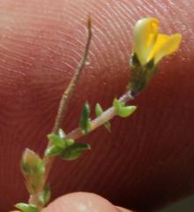 Aspalathus acuminata acuminata