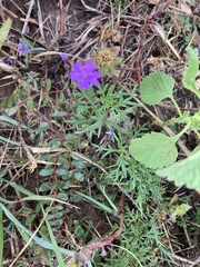 Glandularia aristigera