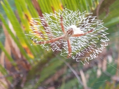 Argiope argentata