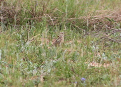 Anthus spragueii