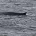 Northern Fin Whale - Photo (c) Sequoia Janirella Wrens, some rights reserved (CC BY-NC), uploaded by Sequoia Janirella Wrens