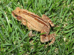 Rhinella ornata