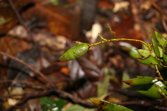 Dendrobium pugioniforme