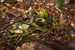 Dendrobium pugioniforme