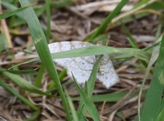 Trigrammia quadrinotaria