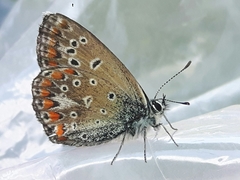 Polyommatus escheri