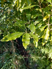 Pittosporum eugenioides