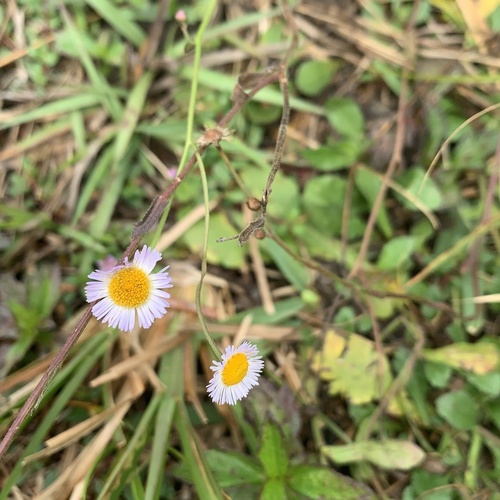 Erigeron image