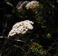 Crassula undulata