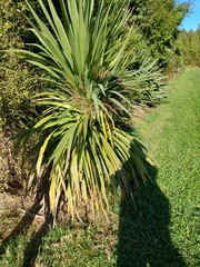 Cordyline australis