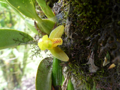 Image of Maxillaria moralesii