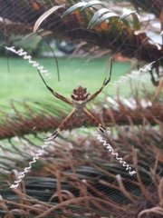 Argiope argentata