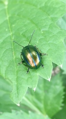 Oreina cacaliae