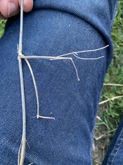 Ampelopsis glandulosa