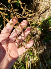 Dacrycarpus dacrydioides