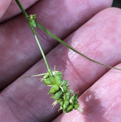 Carex retroflexa