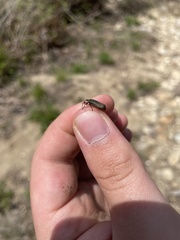 Atalantycha dentigera