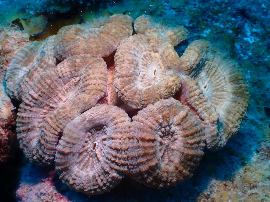 Spiny Flower Coral