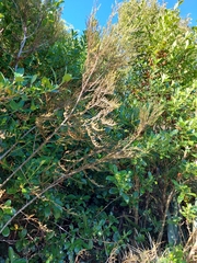 Dacrycarpus dacrydioides