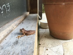 Bokermannohyla hylax