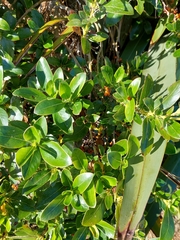 Coprosma robusta