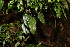 Aristolochia laheyana