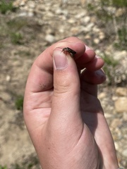 Atalantycha dentigera