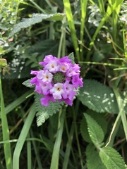 Lantana rugosa