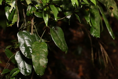 Aristolochia laheyana