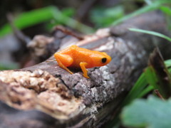 Brachycephalus ephippium