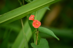 Ipomoea indivisa