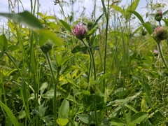 Trifolium hybridum