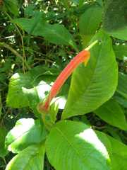 Centropogon granulosus