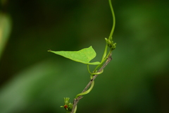 Ipomoea indivisa