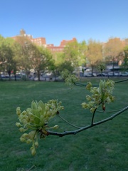 Sassafras albidum