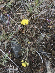 Lomatium farinosum